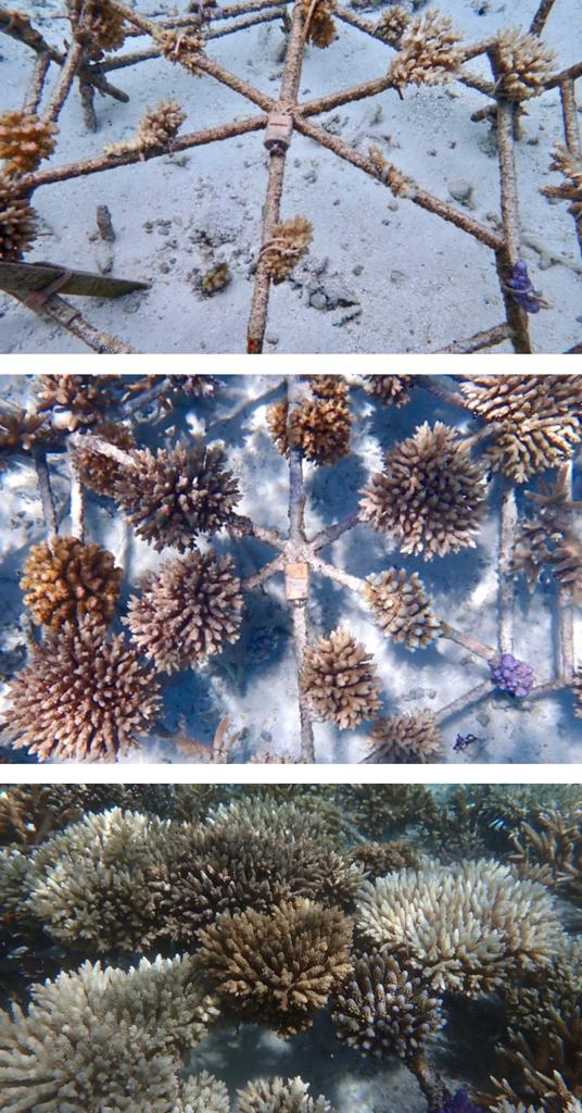 Wiederherstellung Korallenriff Malediven