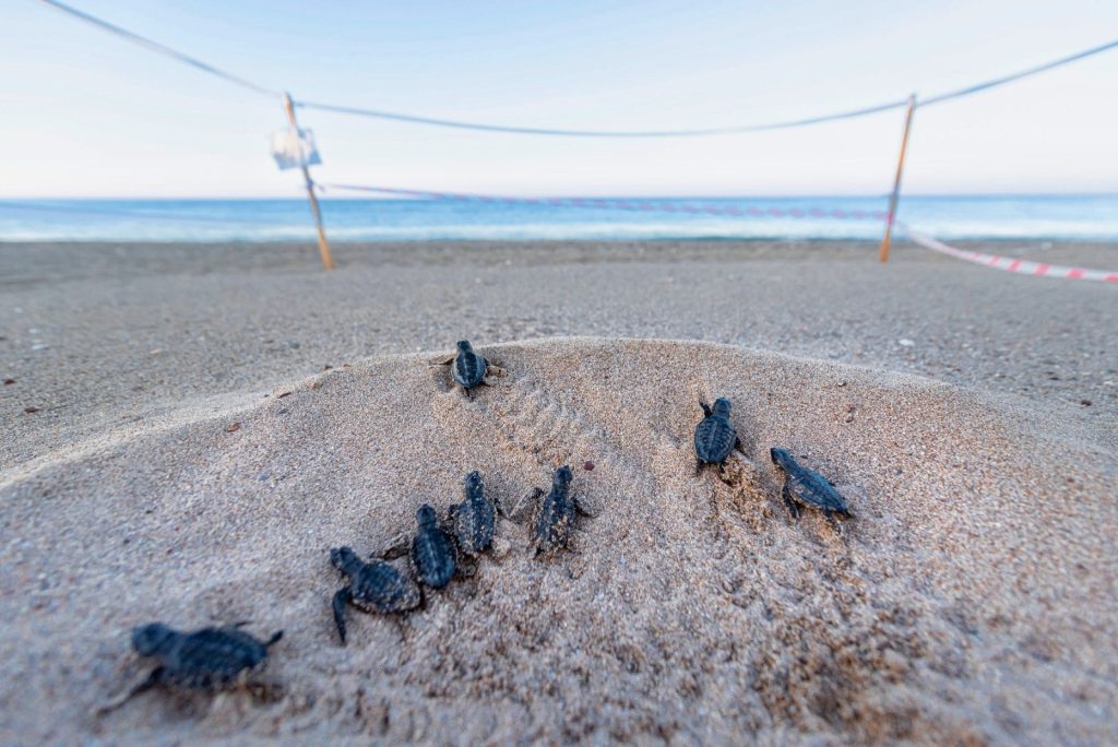 frisch geschlüpfte Schildkröten an einem Strand