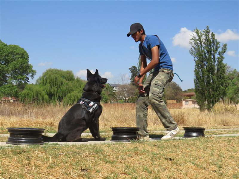 Hundatraining eines Wildspürhundes